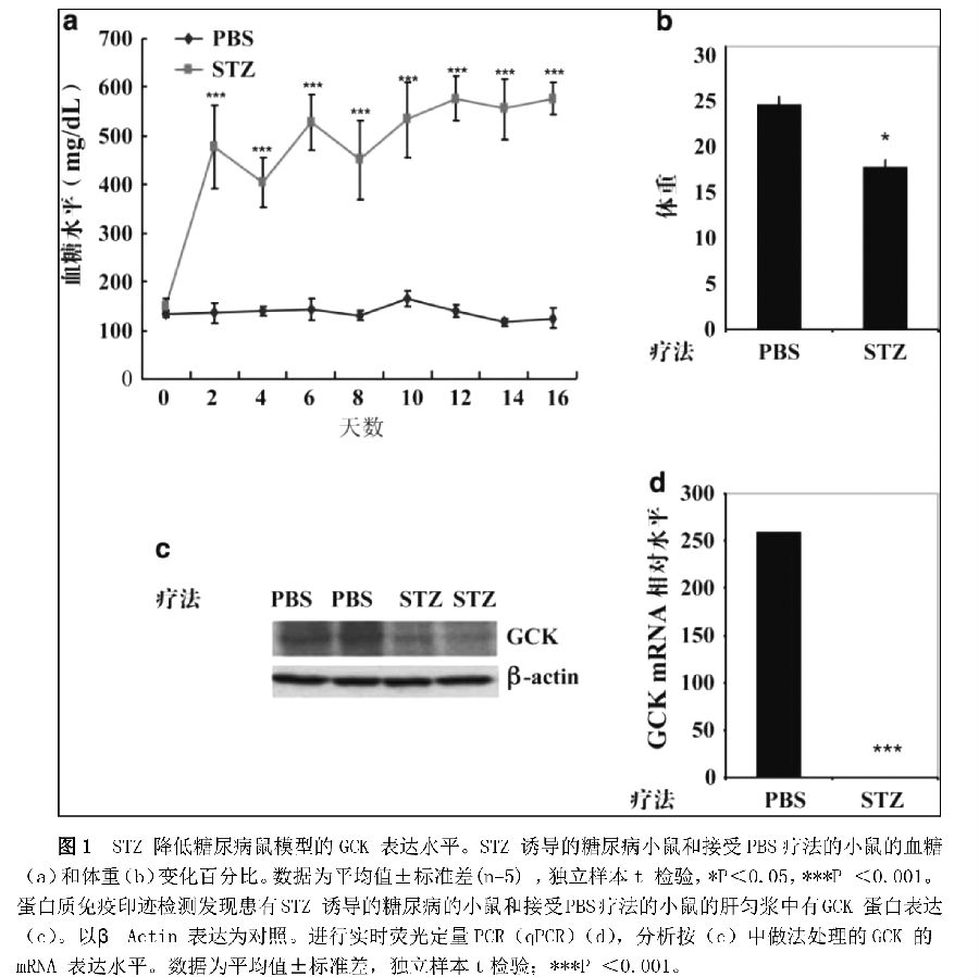 STZ 降低糖尿病鼠模型的GCK 表达水平-1.jpg