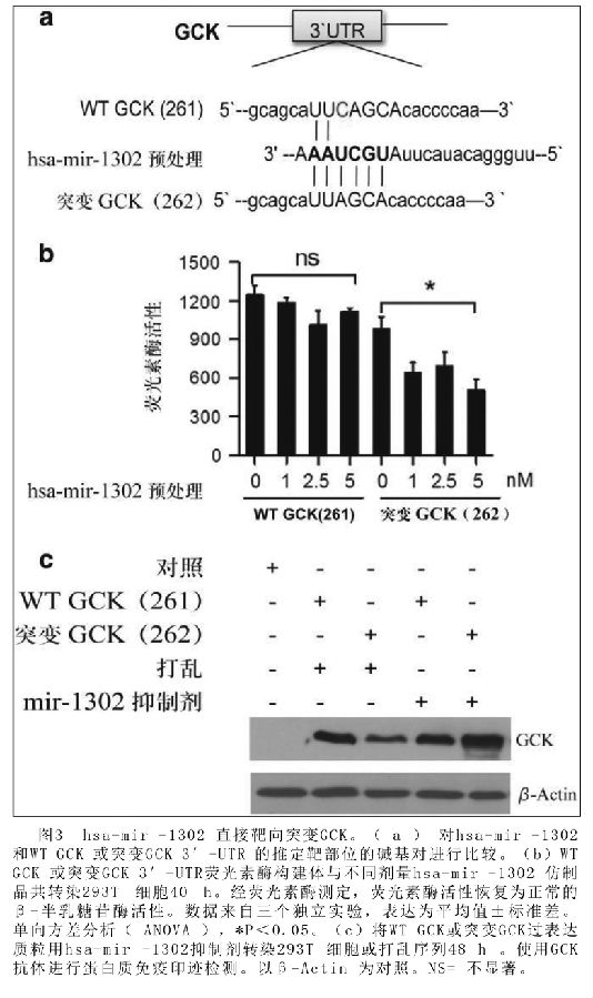STZ 降低糖尿病鼠模型的GCK 表达水平-3.jpg